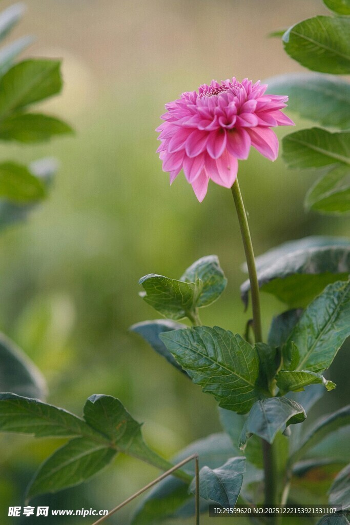 娇艳粉色花朵绽放绿叶间