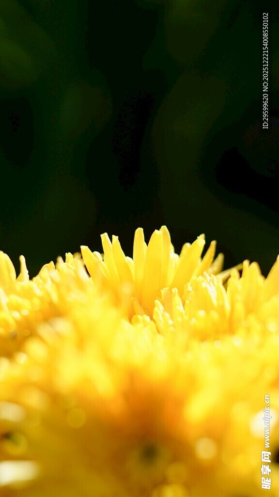黄色花朵特写