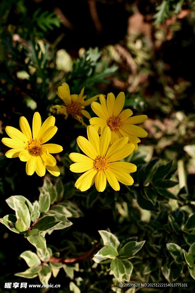 黄色小花绽放绿叶间