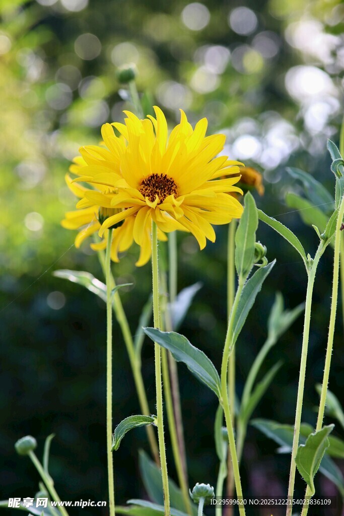 绽放的黄色向日葵