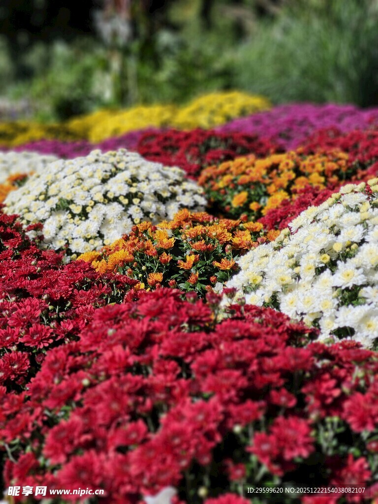 多彩花卉绽放美丽景观