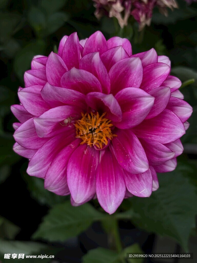 娇艳粉色大丽花绽放