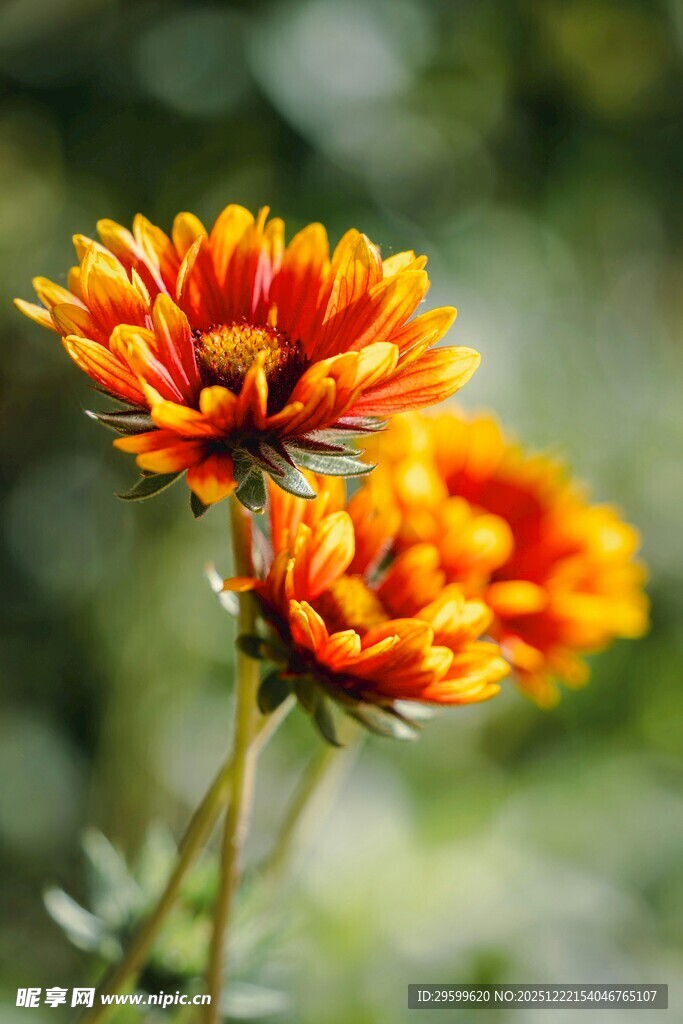 两朵橙黄艳丽的绽放花朵