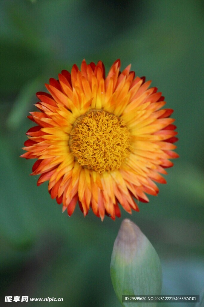 橙红色美丽雏菊特写