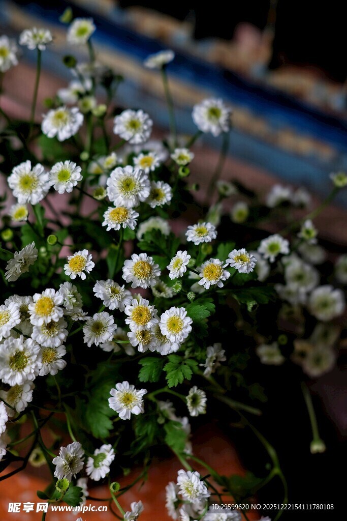 清新小白菊盆栽特写
