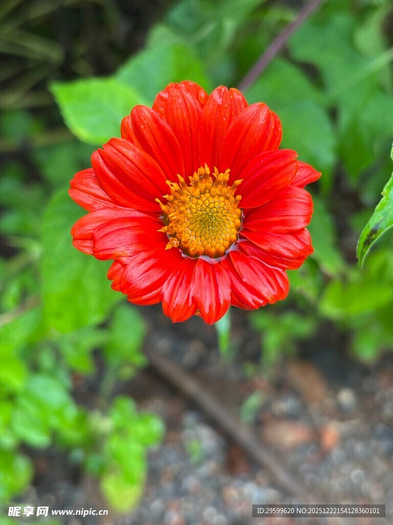 鲜艳红花朵绽放绿意间