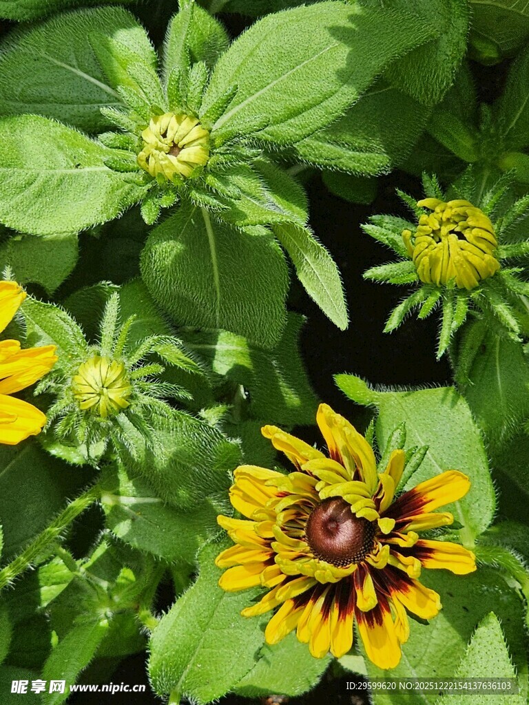 绿叶间的美丽黑心金光菊