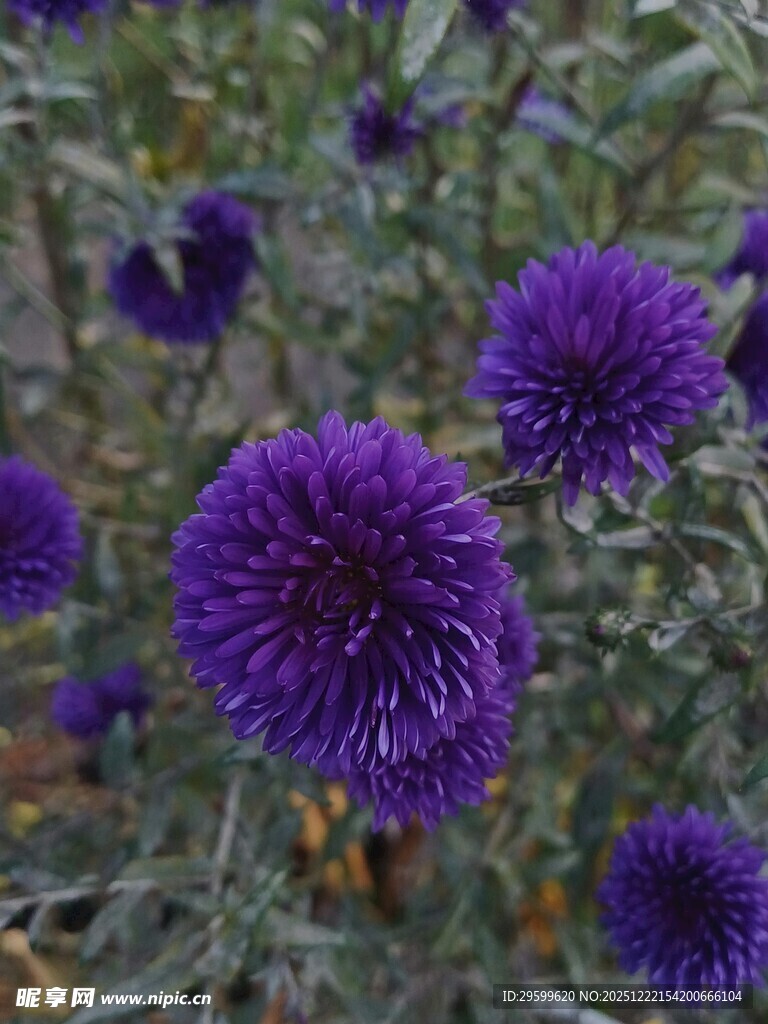 紫色球状花朵绽放