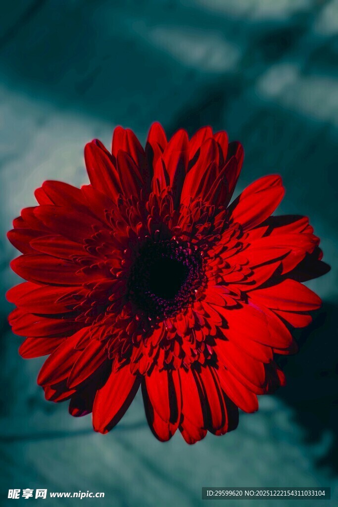 鲜艳红雏菊特写