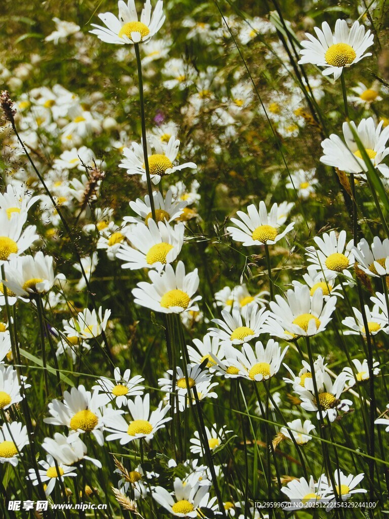 烂漫雏菊绽放于绿野间