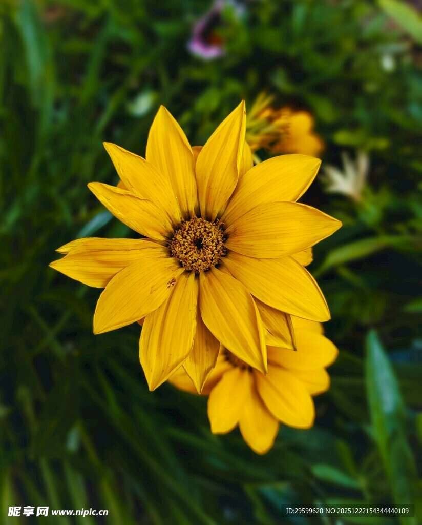 黄色绽放花朵特写