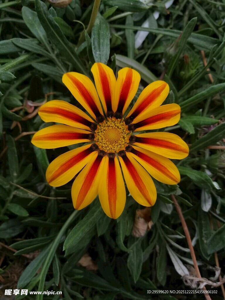 艳丽勋章菊绽放绿叶间