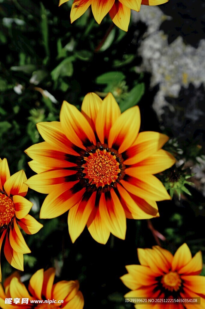 艳丽多彩勋章菊绽放