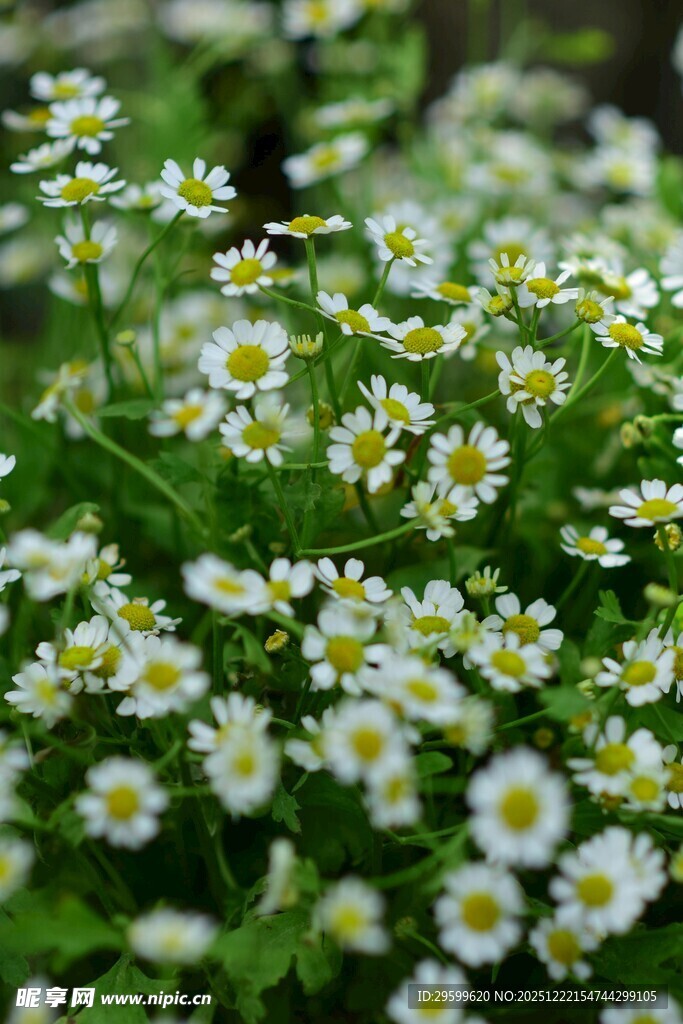 清新小白菊绽放绿意间