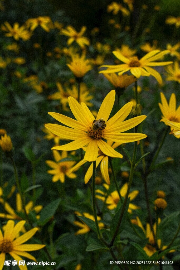黄色小花丛中的蜜蜂