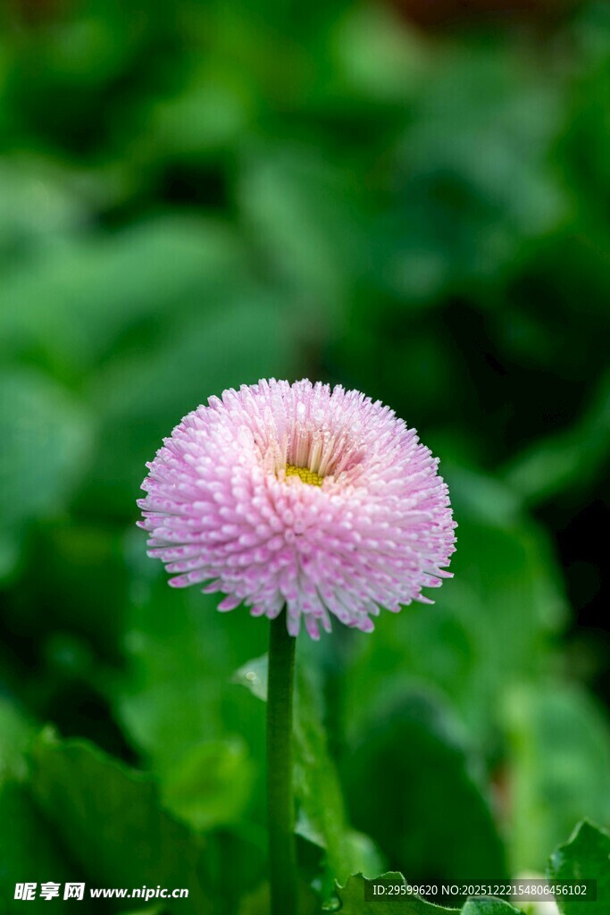粉色雏菊绽放于绿叶间