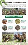 羊肚菌展板
