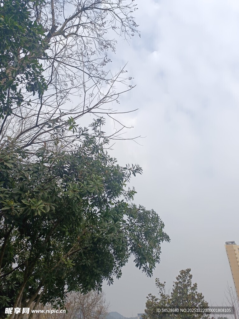 雾中树木与远处建筑