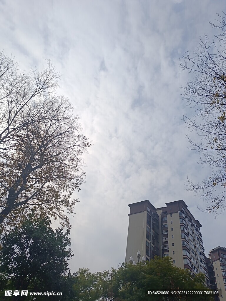 高楼旁的树木与天空景象