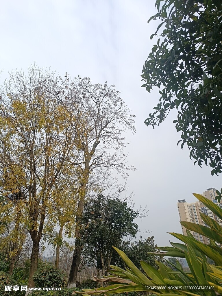 户外树木绿植景致