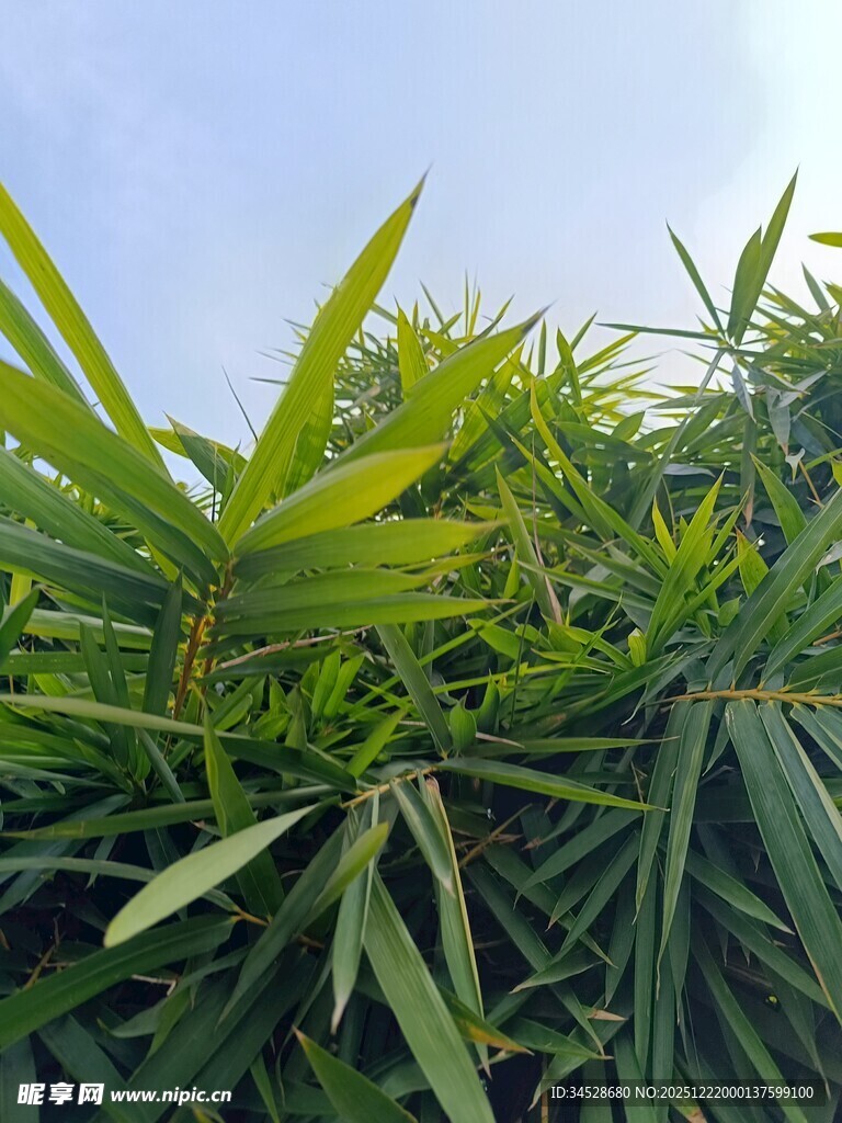 翠绿蓬勃的植物叶片