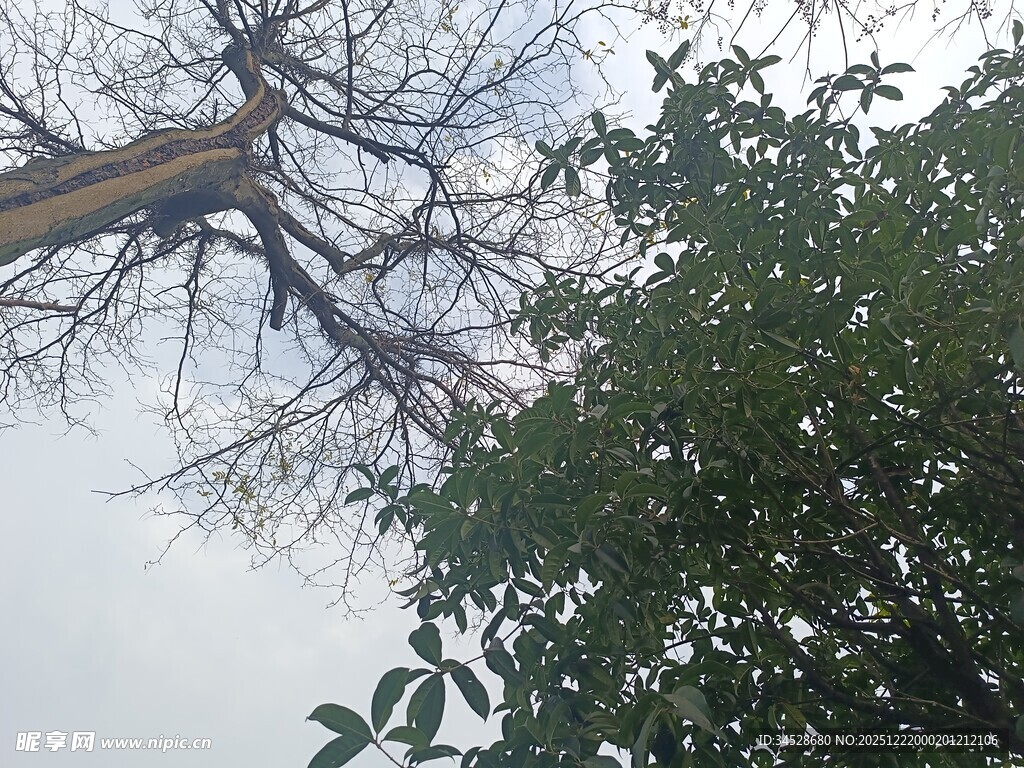 仰视树木与繁茂枝叶