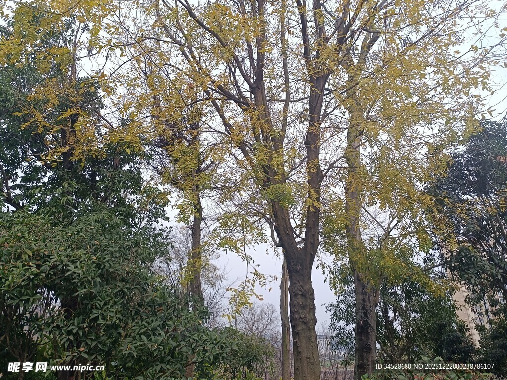 秋日树林中的高大银杏树