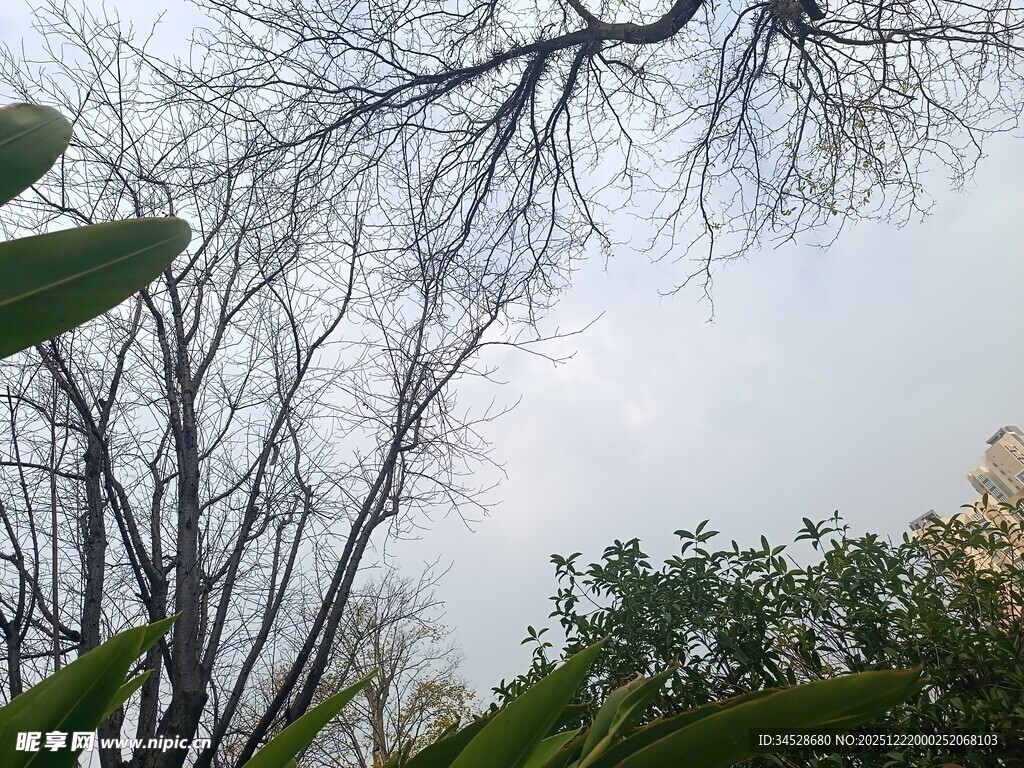 树枝绿叶映衬灰白天空