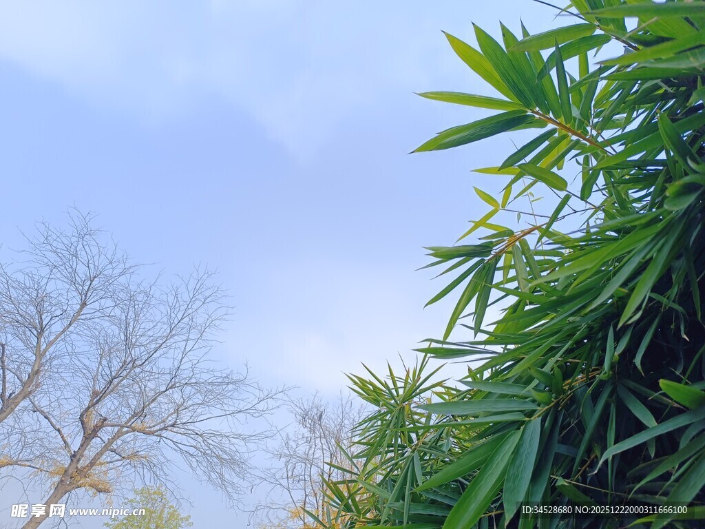 冬日枯树与翠绿竹子