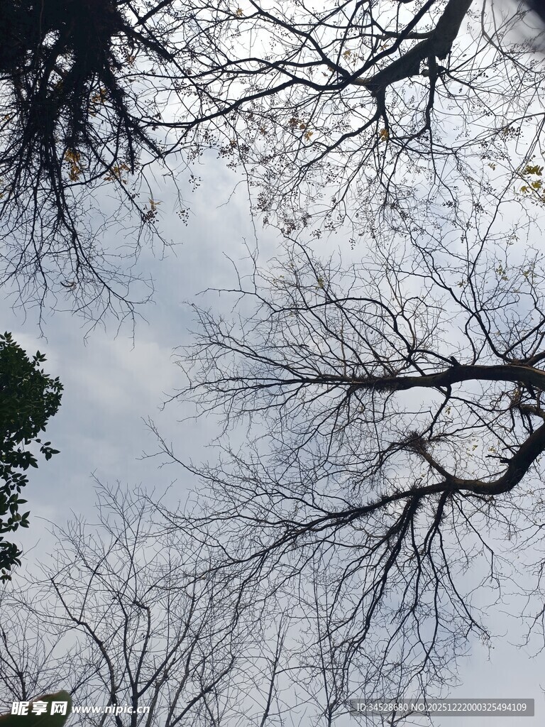 仰视枯树枝干与天空