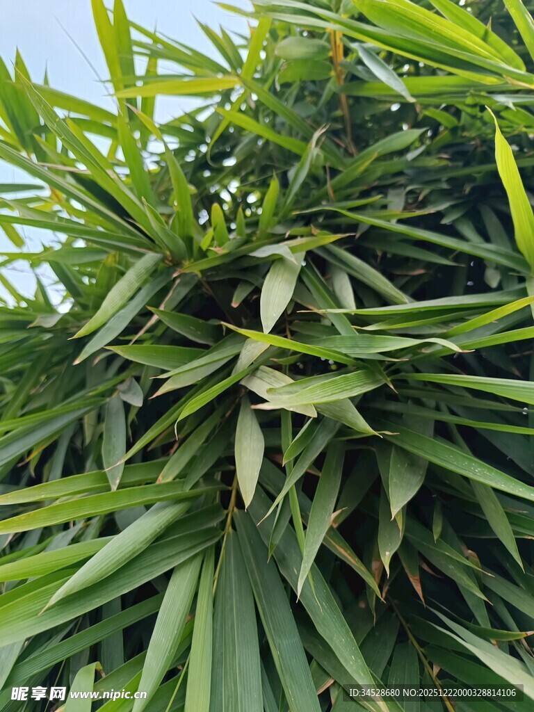 翠绿繁茂的热带植物叶片