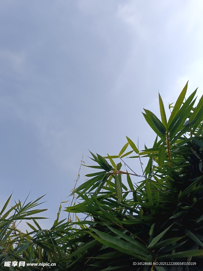 阳光下的翠绿竹叶