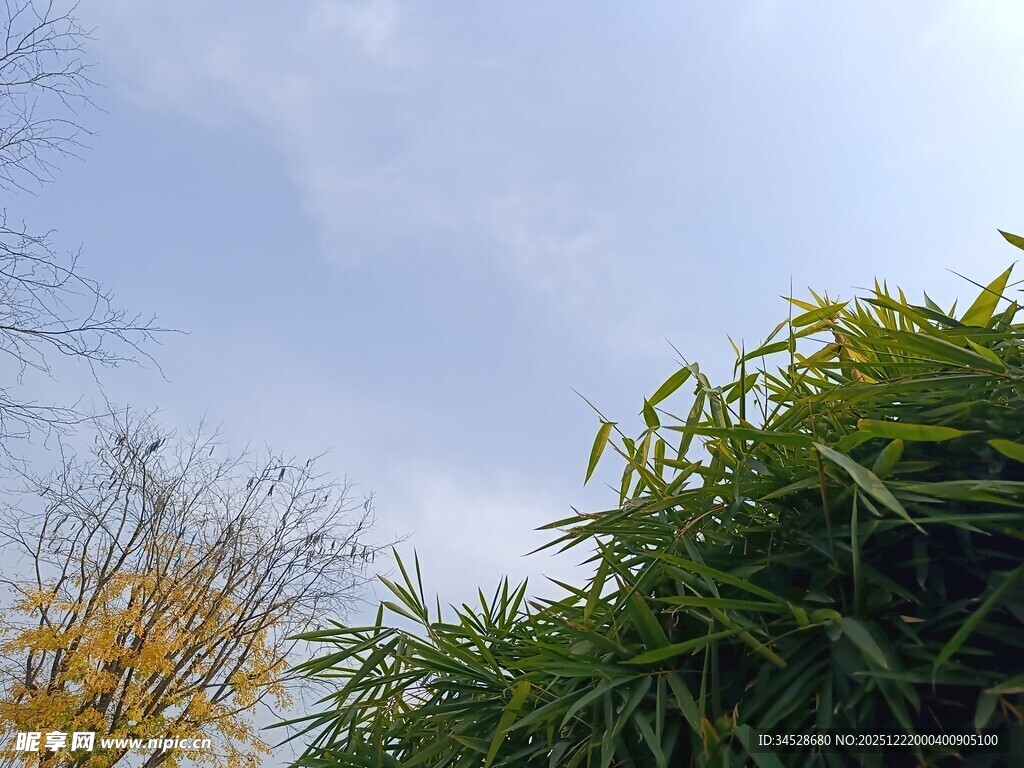 蓝天绿植间的自然景致