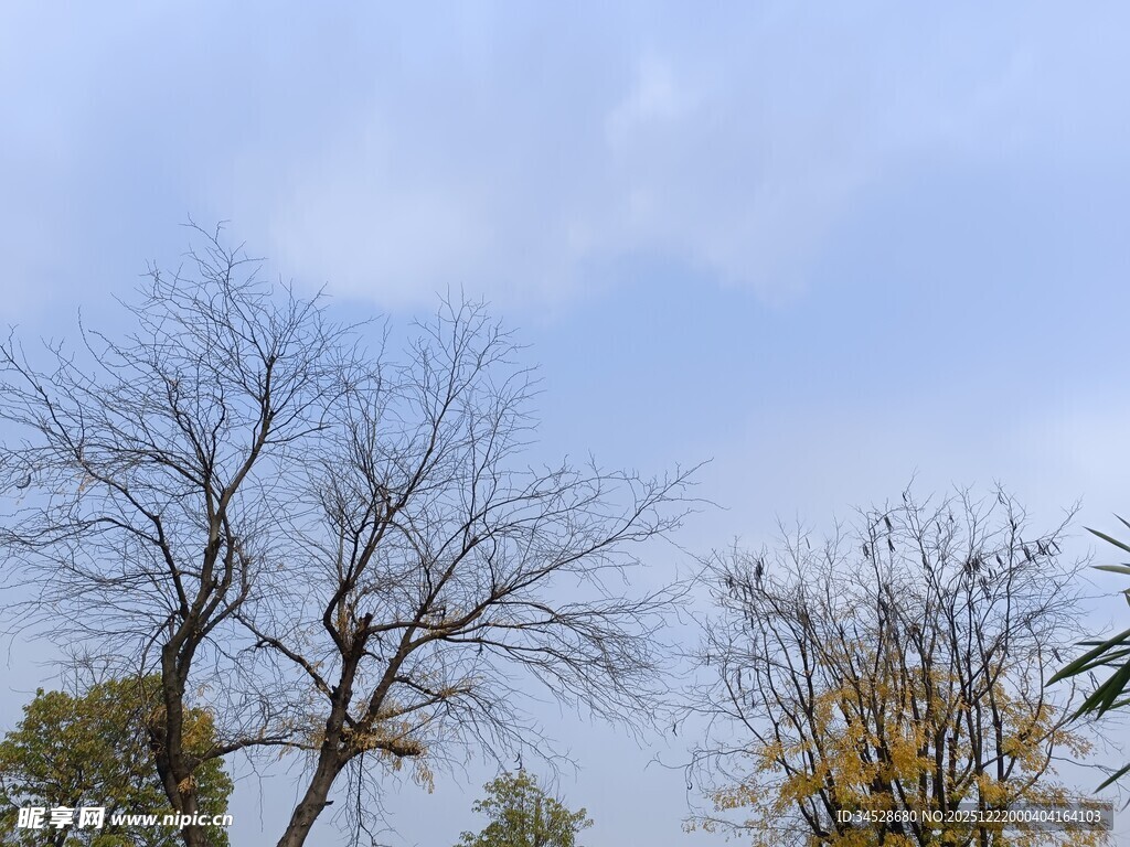 秋日枯树与蓝天景象