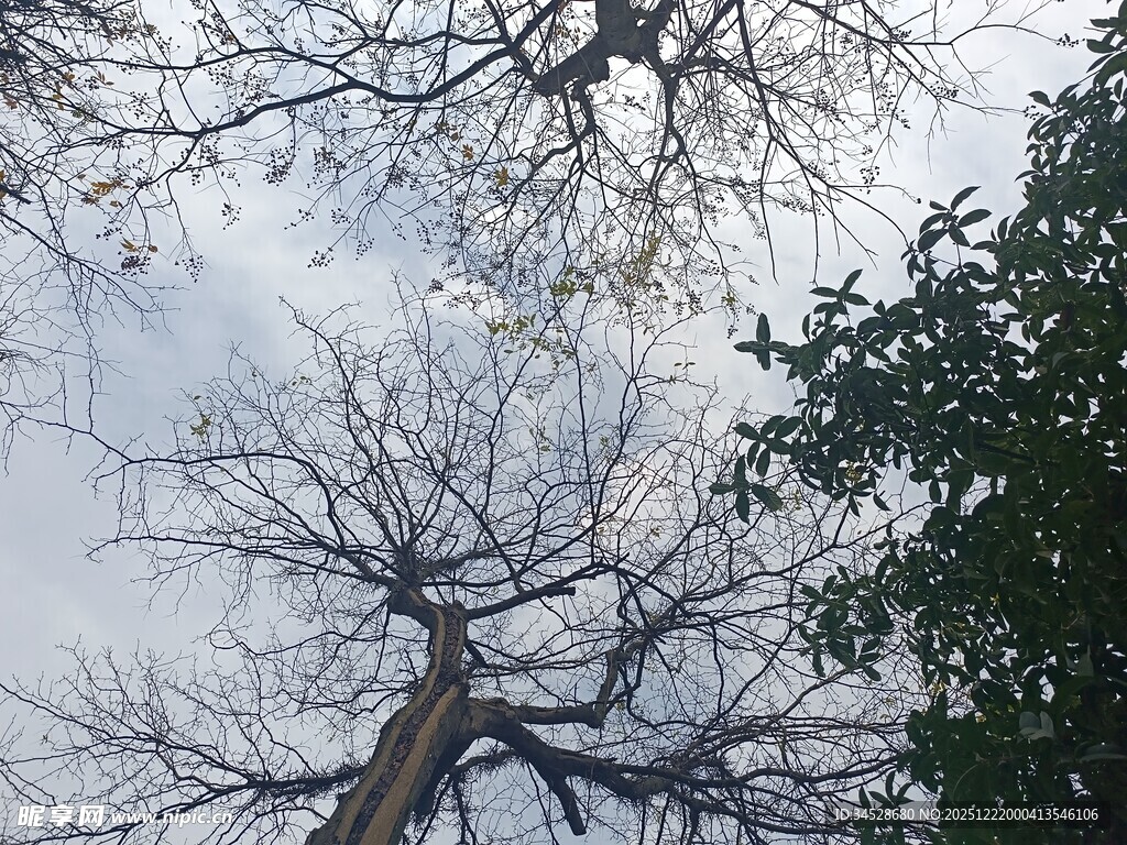 冬日枯树与繁茂绿树对比