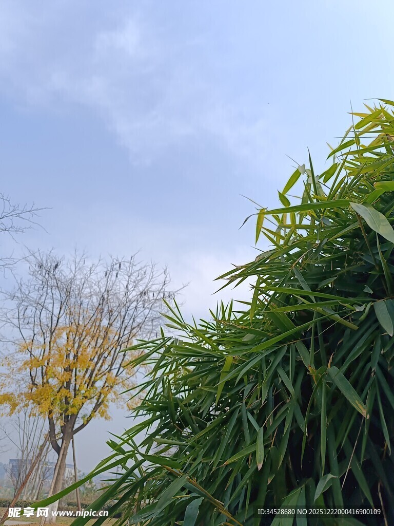 秋日绿植与树木景观