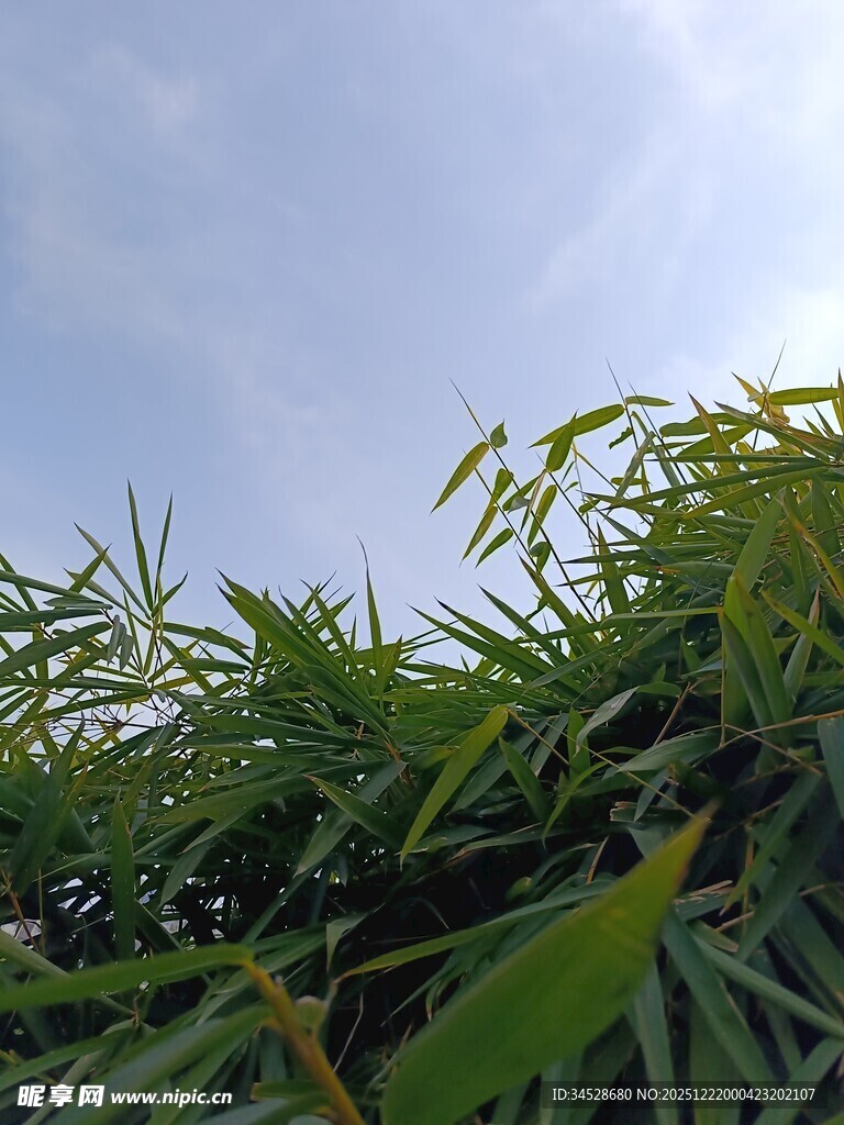 阳光下的翠绿竹林