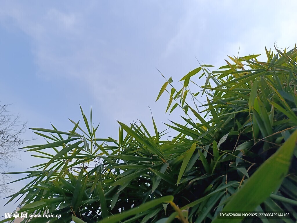 翠绿竹叶与蓝天相映成趣