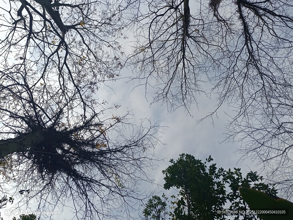 仰视枯树与绿树的天空