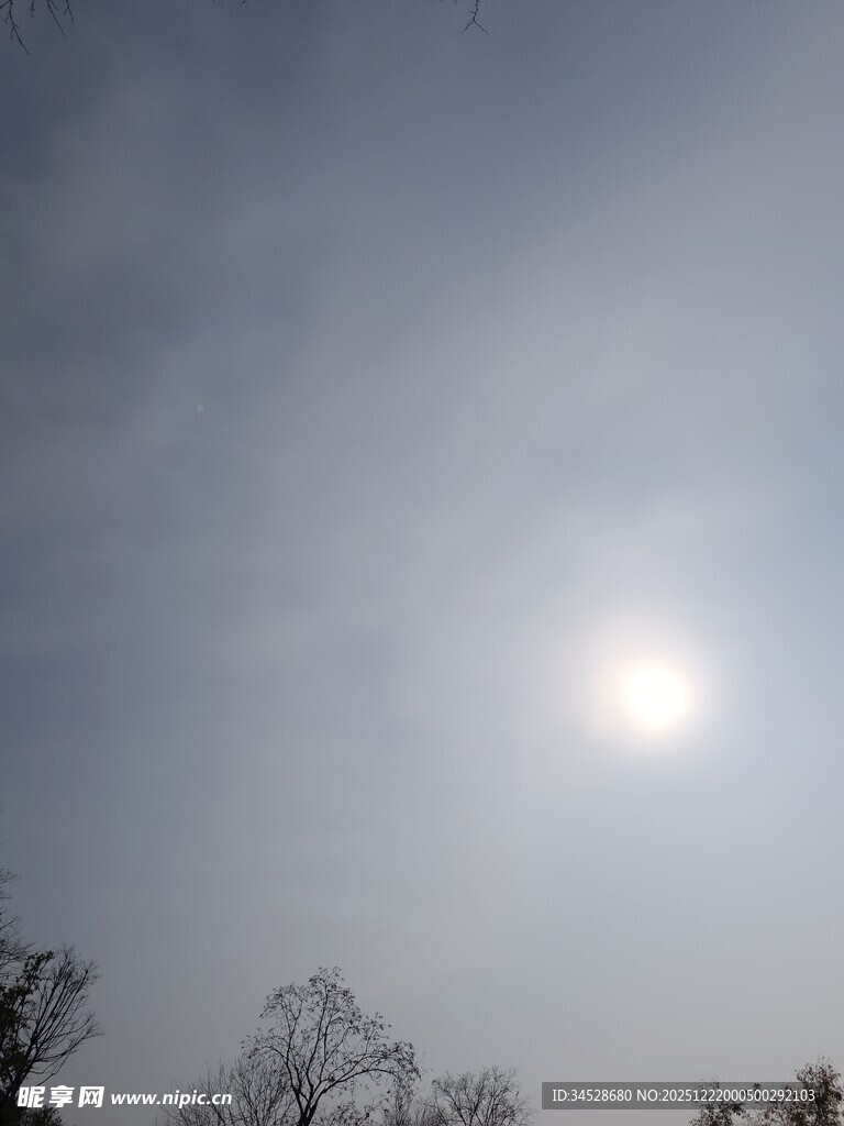 冬日暖阳下的树木景象