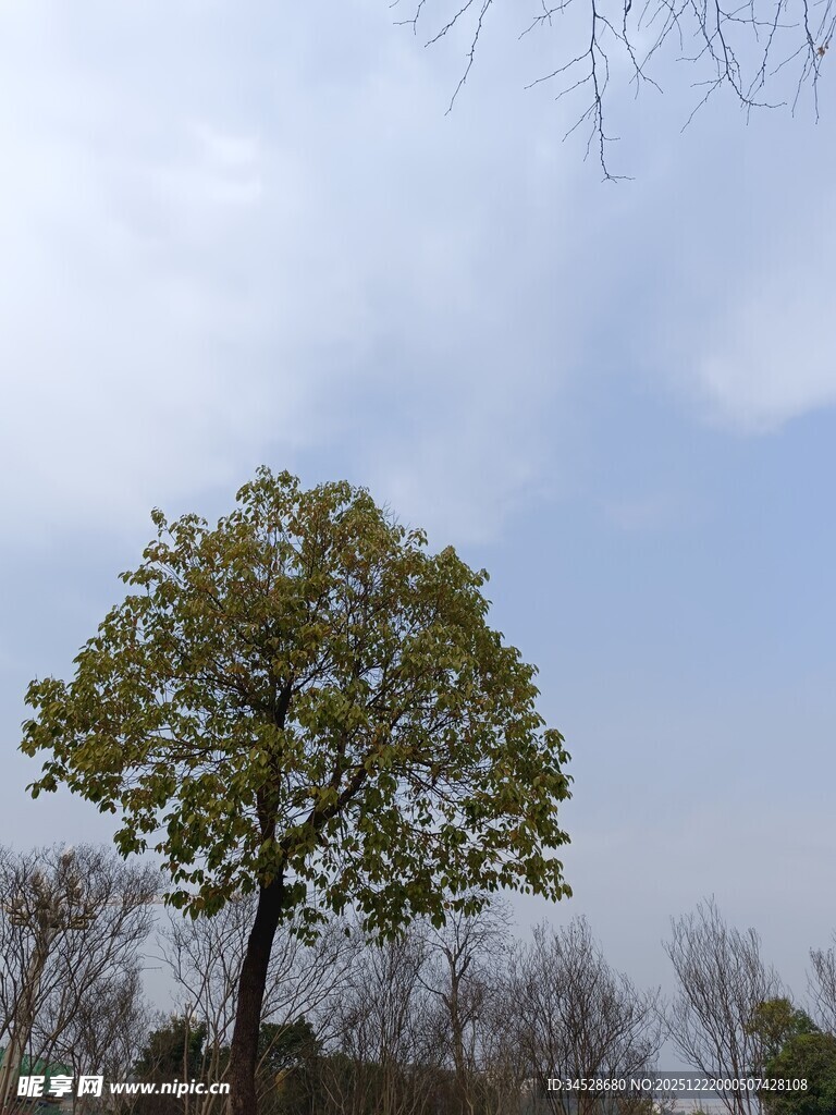 孤树挺立蓝天之下