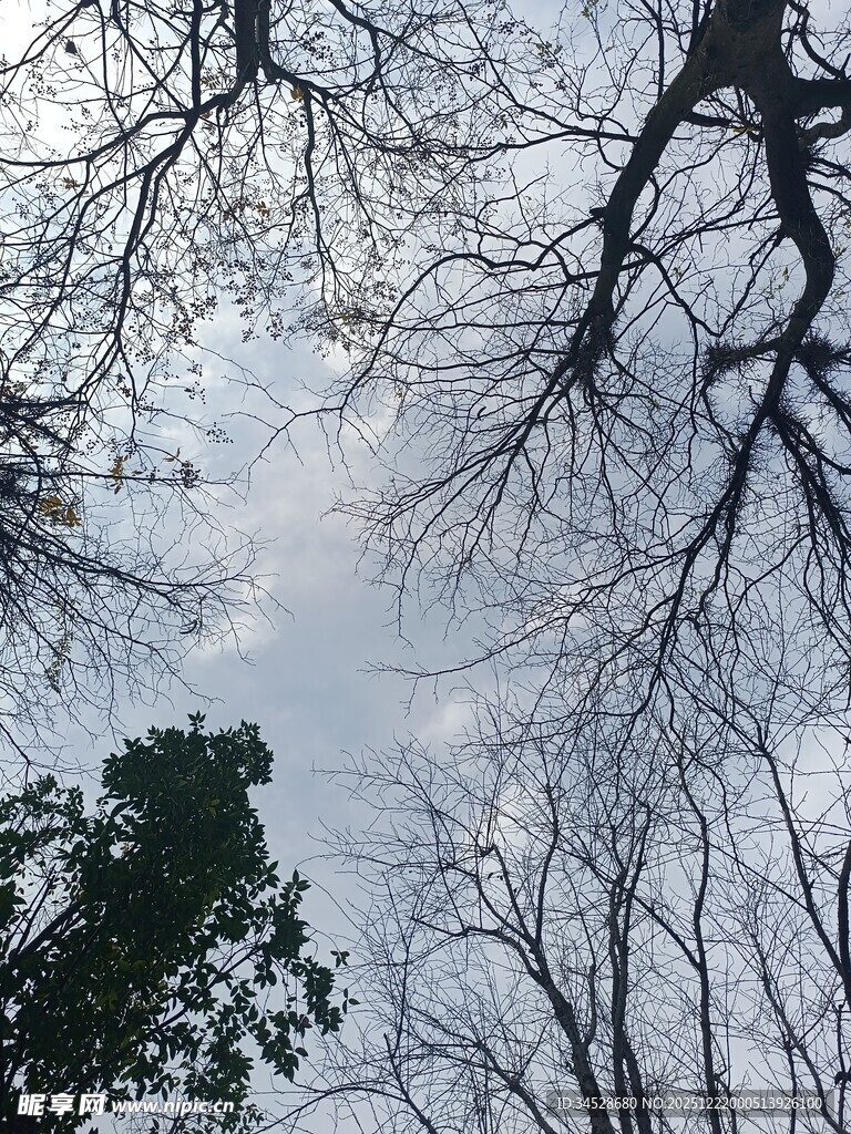 仰视冬日光秃树枝景象