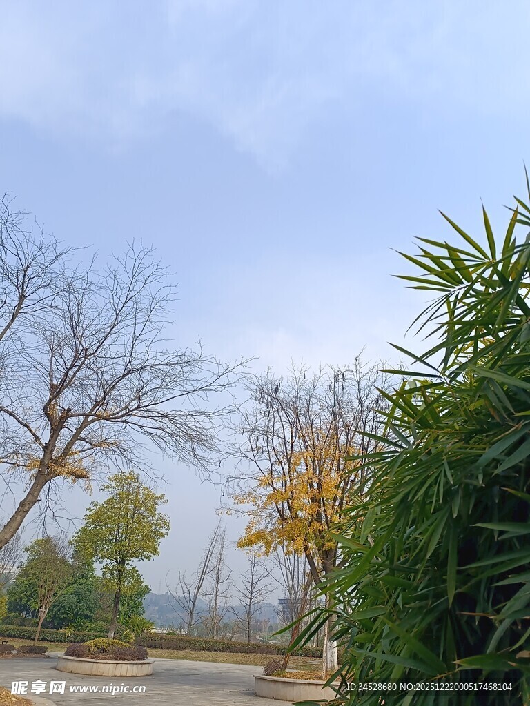 秋日户外树木绿植景致