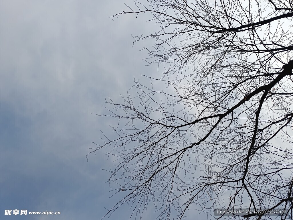 冬日枯树枝干与天空