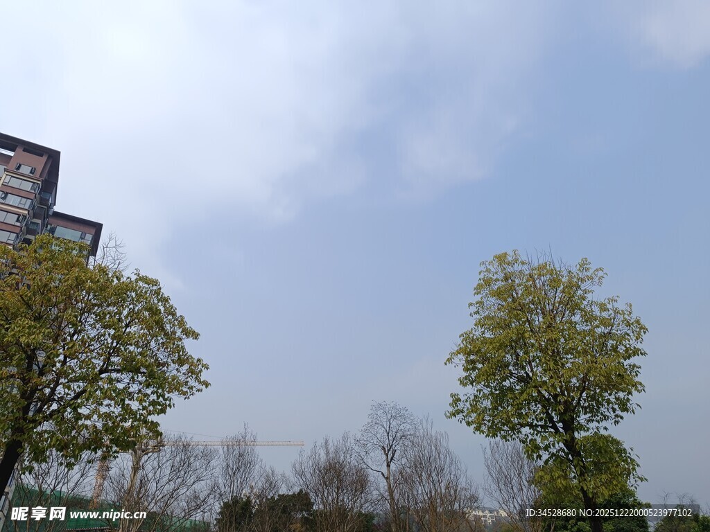 户外树木与建筑物景观