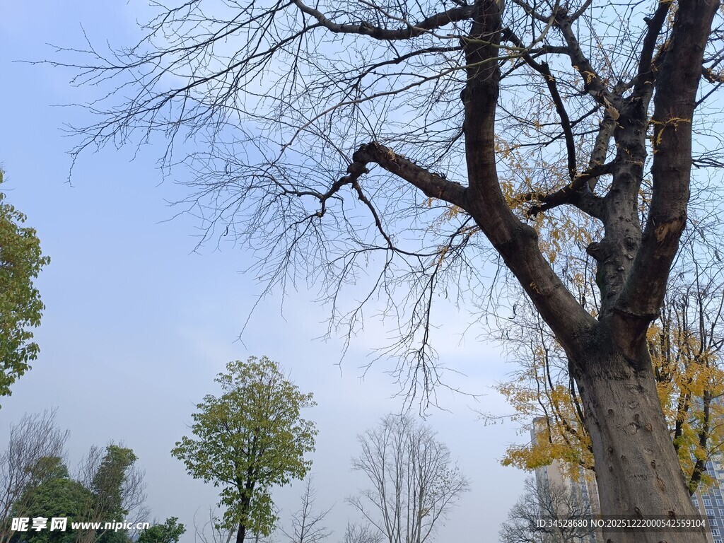 冬日枯树与远处绿树景象