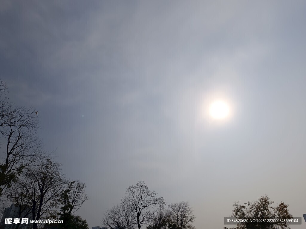 晴朗天空下的树木与阳光