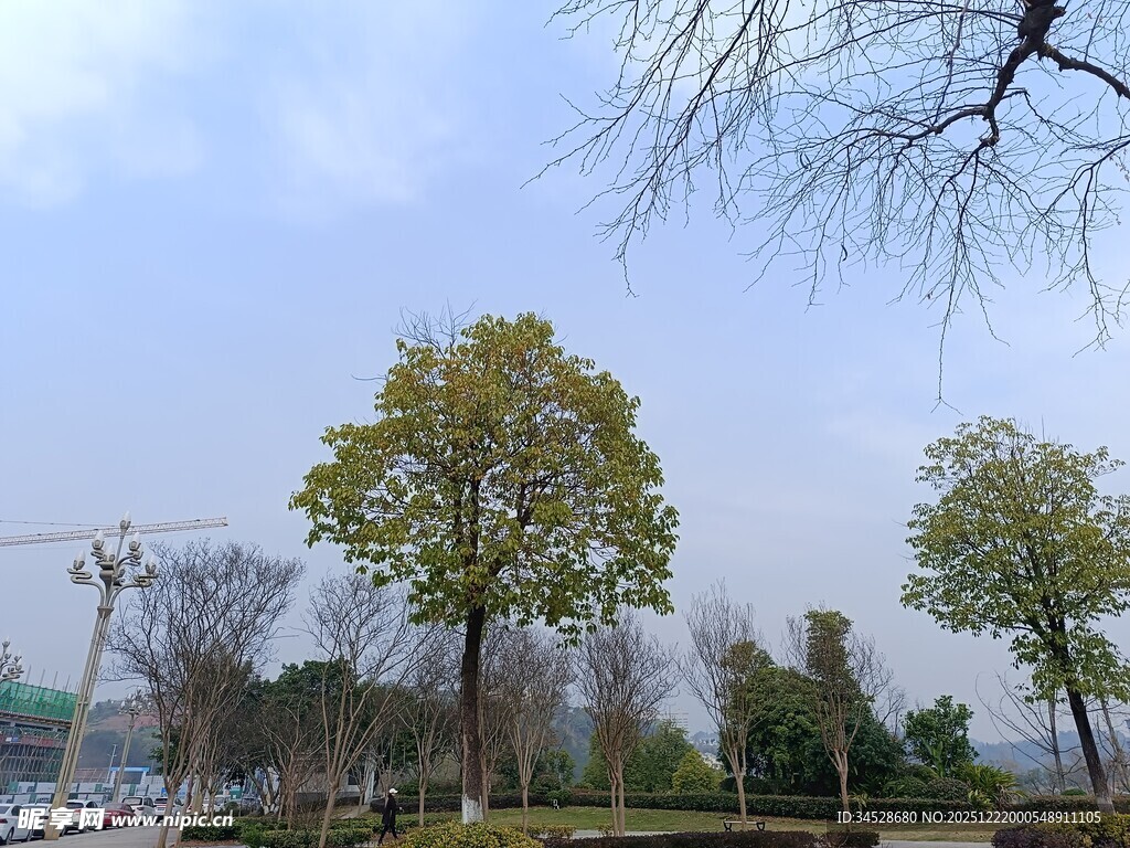 城市公园中的绿树景致