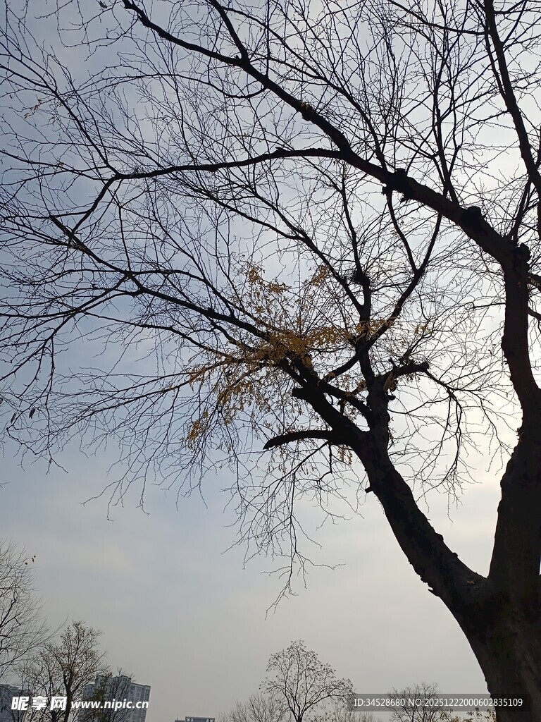 冬日光秃树枝与天空景象