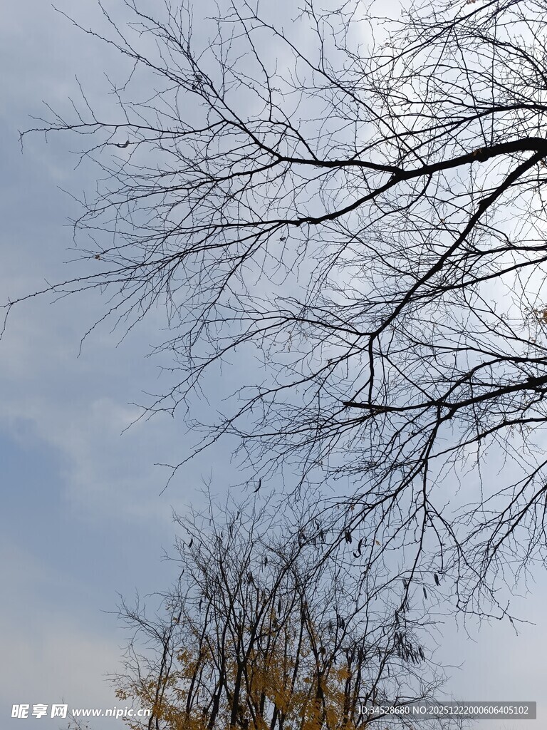 冬日光秃树枝与蓝天